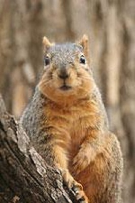 a picture of a squirrel