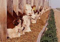 cattle eating at feed bunk