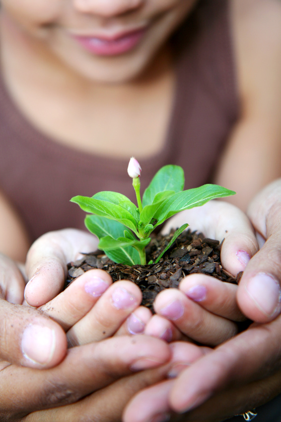 hands holding plant