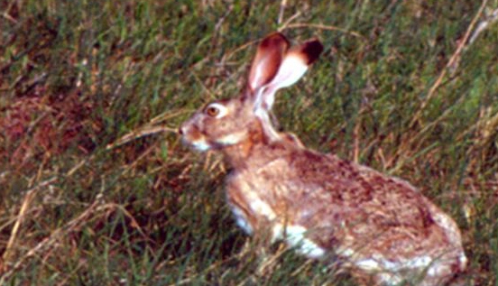 picture of jackrabbit