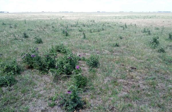 musk thistle