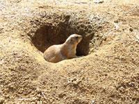 prairie dog