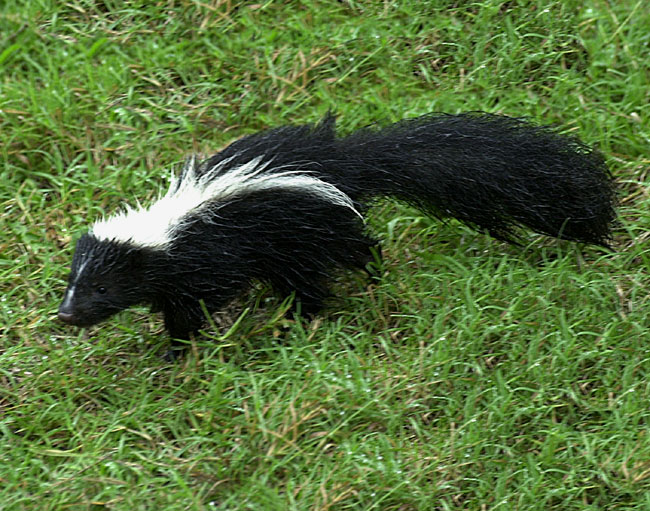 striped skunk