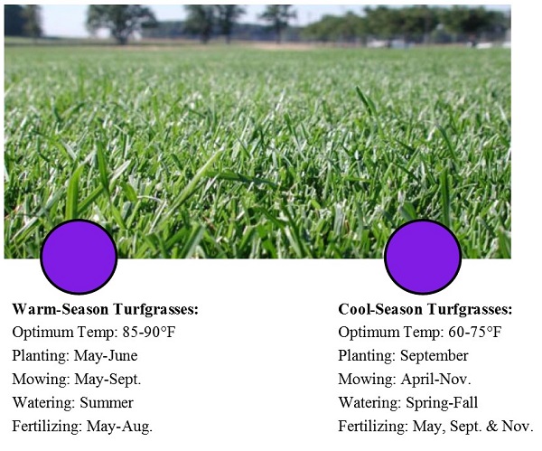 turfgrass information