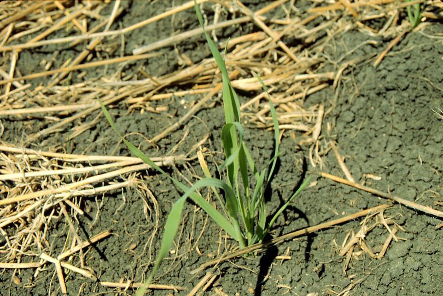 volunteer wheat seedling